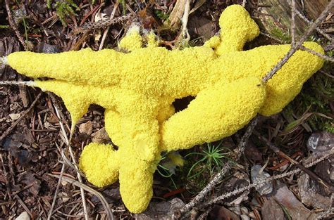 Slime Mold Aliens In The Landscape The Adirondack Almanack