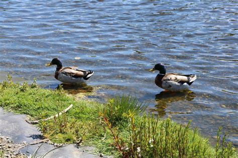 Ducks Agnew Park Stranraer Billy McCrorie Cc By Sa 2 0 Geograph