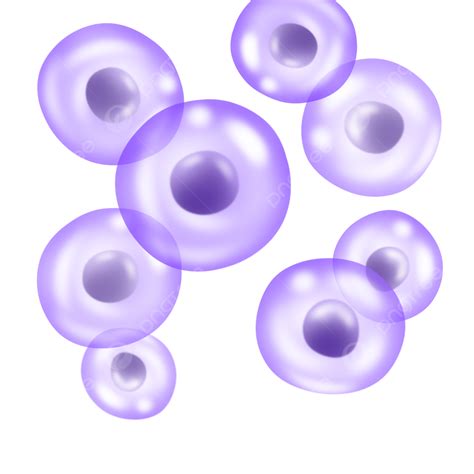 Biologia Microscópica De Células Esféricas Células Circulares Células