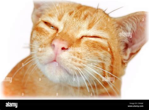 sleeping yellow cat Stock Photo - Alamy