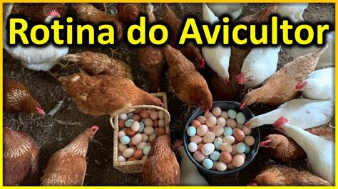 ROTINA do AVICULTOR como é o dia a dia de quem produz ovos caipiras