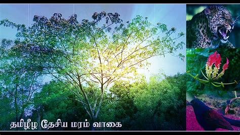 Vagai The National Tree Of Tamil Eelam Youtube