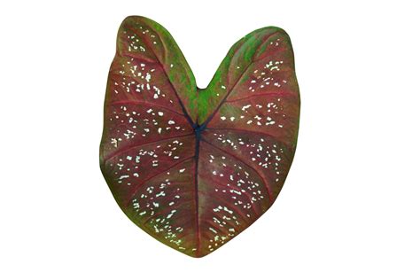 Beautiful Caladium Bicolor Leaves 20952094 PNG