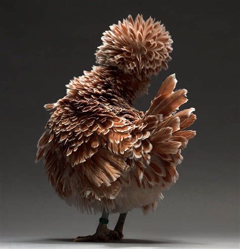 The Unexpected Feathered Beauty Of Exotic Chickens Captured In A