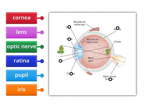 Structure of human eye - Labelled diagram