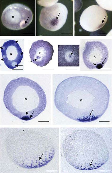 Centroid Mrna Localization In Xenopus Oocytes A C Whole Mount In