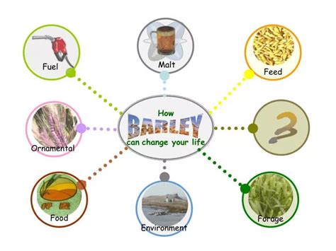 row   row powerpoint    id