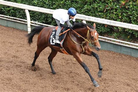 【今週の注目新馬】オールナットはジャパンc勝ち馬の半弟で初戦から期待大｜競馬ニュース｜競馬予想のウマニティ