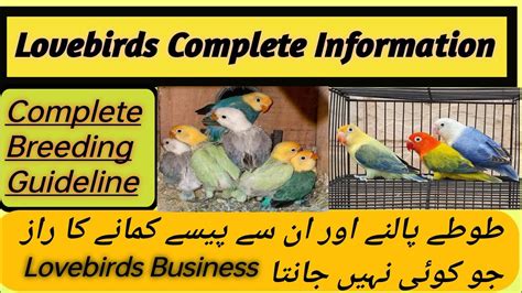 Lovebirds Full Information Lovebirds Breeding Tips In Hindi Urdu