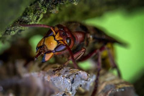 Video Of Murder Hornet Killing A Mouse Shows How Dangerous These Insects Are Ibtimes