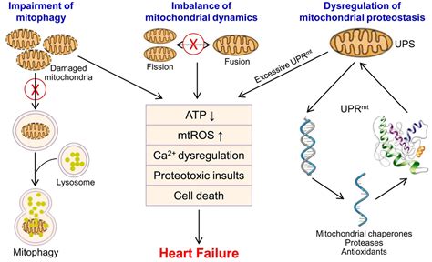 Frontiers Mitochondrial Dysfunction In Heart Failure And Its