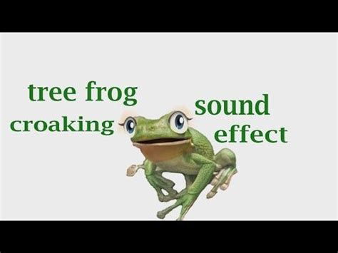 The Animal Sounds: Tree Frog Croaking - Sound Effect - Animation ...