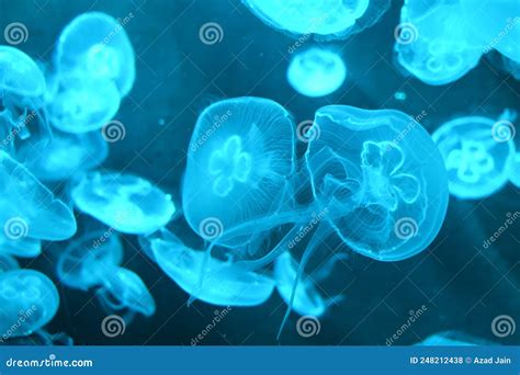 Aurelia Aurita Also Called Moon Jellyfish Moon Jelly Or Saucer Jelly