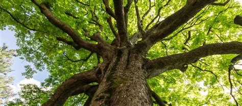 La Giornata Nazionale Degli Alberi Uno Sguardo Ai Monumenti Verdi Di