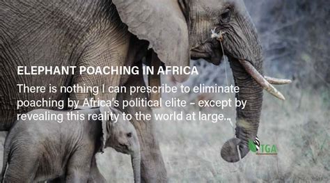 Elephant Poaching – THE TRUE GREEN ALLIANCE