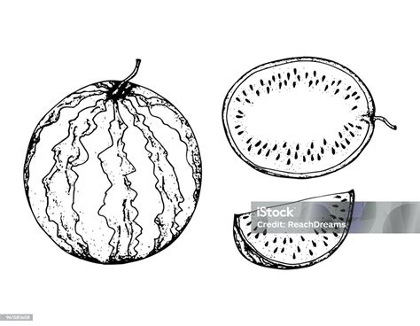 Fruit Sketch Black And White Fruit Sketch Hand Drawing Isolated Stock Illustration - Download ...