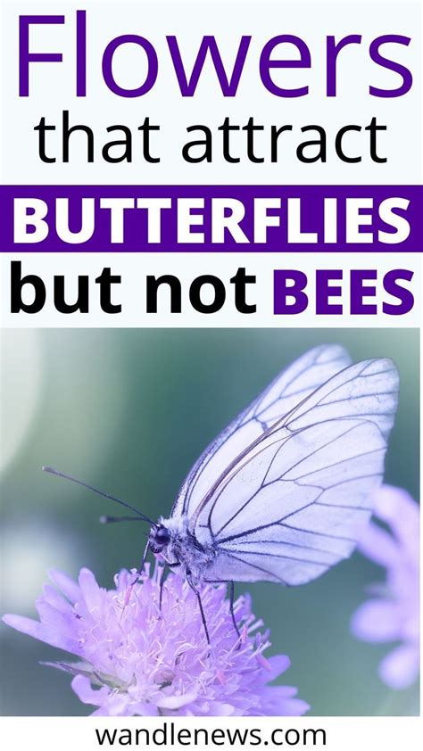 11 Flowers That Attract Butterflies But Not Bees Flowers That Attract Butterflies Attract