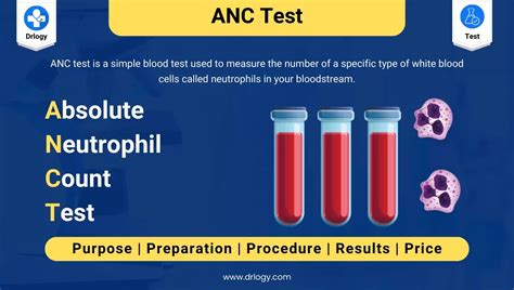 Absolute Neutrophil Count (ANC) Test: Price and Normal Range - Drlogy