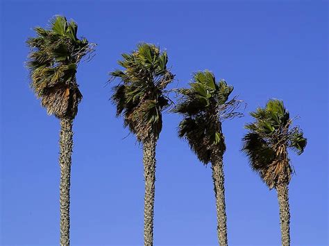 Free picture: palm trees