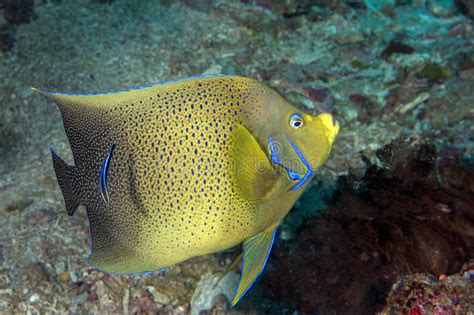 Fim Adulto Do Retrato Dos Peixes Do Anjo Do Imperador Acima Em Maldives