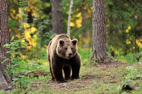 O Voir Des Ours Au Canada