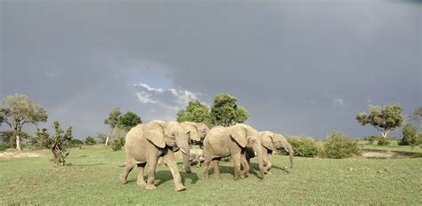 African Elephants Walking across the grassland image - Free stock photo - Public Domain photo ...