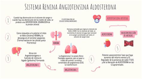 Arriba Imagen Sistema Renina Angiotensina Aldosterona Mapa Mental