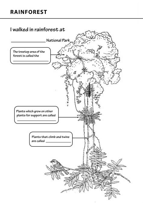 Free Printable Rainforest Worksheets