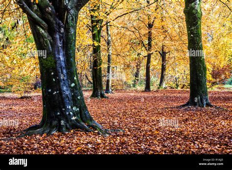 Autumn in the Savernake Forest in Wiltshire Stock Photo - Alamy