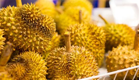 Why Durian Is Famous In Malaysia Unraveling The King Of Fruits