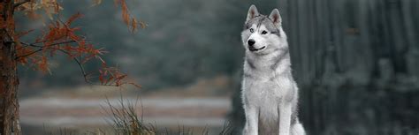 Siberian Husky Breed Information Characteristics And Facts