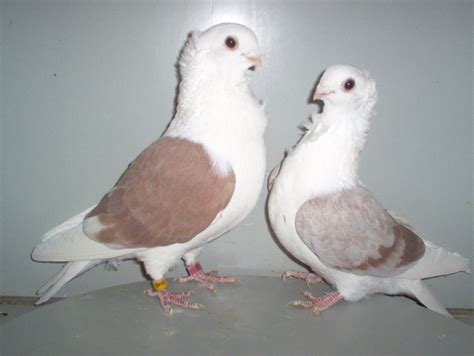 Old German Owl Pigeon Pictures Encyclopedia Of Pigeon Breeds