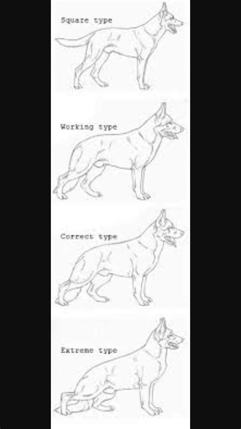 German Shepherd Body Types Online Plv Edu Ph