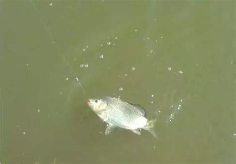 野釣鯽魚如何用餌？ 每日頭條