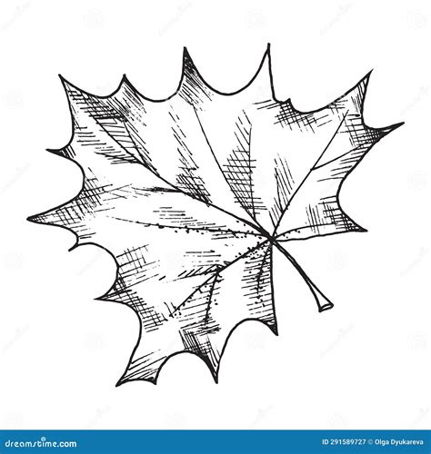 Vector Black And White Graphic Illustration Of Maple Leaf Hand Drawn