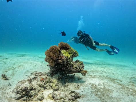 Best diving trips in Zanzibar | Diving center in Zanzibar