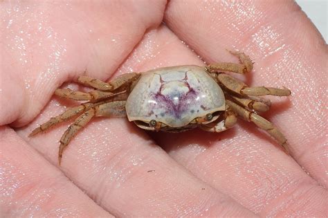 Maryland Biodiversity Project Atlantic Sand Fiddler Crab Leptuca