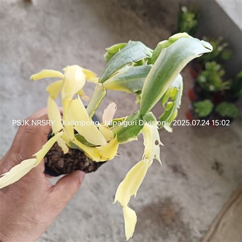 Varigated Zygo cactus