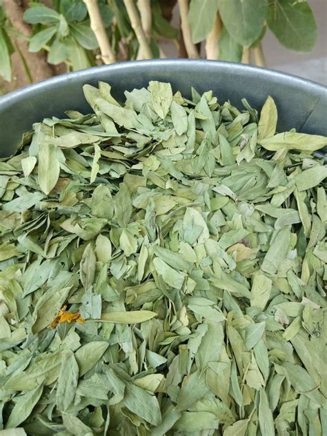 Dry Senna Leaves At Rs Kg Senna Leaves In Jaipur Id