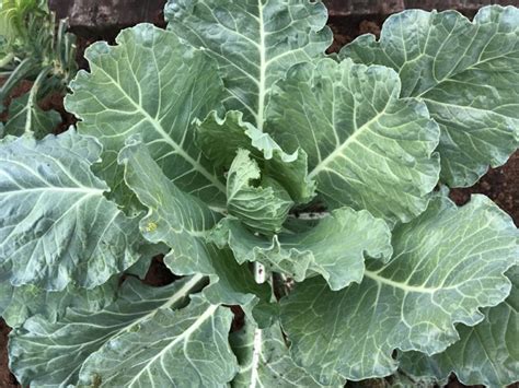 Super Healthy Collards • South Florida Gardening