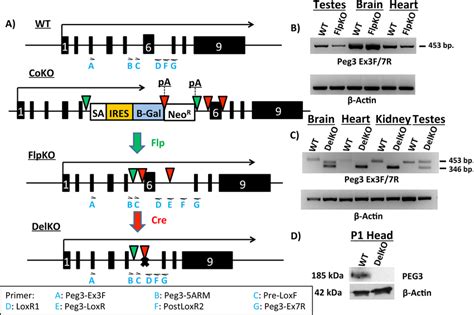 Molecular Characterization Of Peg Flpko And Peg Delko Mouse Lines A