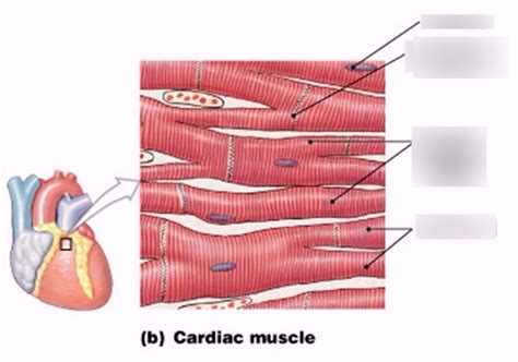 Cardiac Muscle Cell Labeled Diagram