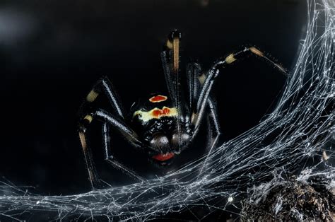 Penultimate male Southern Black Widow (Latrodectus mactans) photographed today in Southern ...