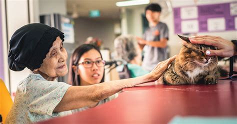 The Singapore Therapy Cats Providing Comfort And Companionship