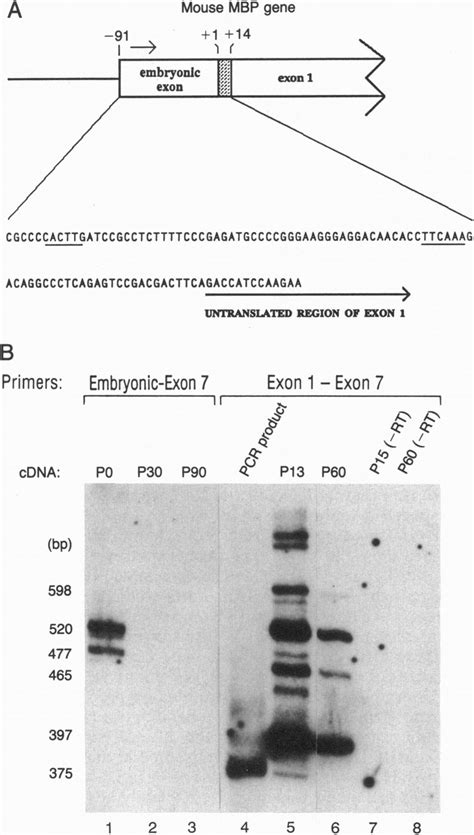 A The Sequence Of The Embryonic Exon Underlined Sequences Are The