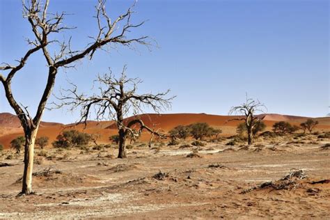 Giornata Mondiale per la Lotta alla Desertificazione e alla Siccità