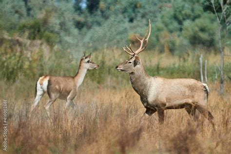 The Bactrian Deer Cervus Elaphus Bactrianus The Bactrian Deer Also