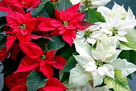 Comment Prolonger La Vie D Un Poinsettia Apr S La P Riode De No L