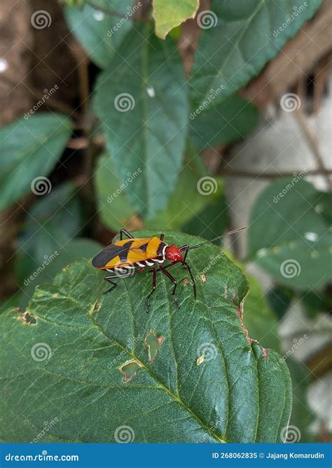 Ladybug with Black Orange Colour on the Leaves Stock Image - Image of