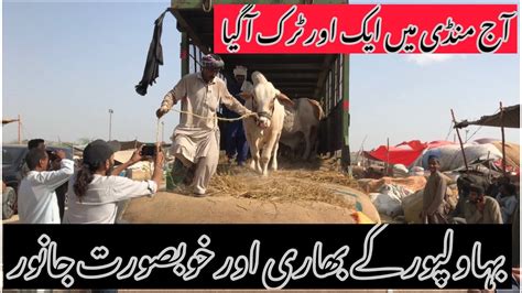 Cow Mandi Update Northern Bypass Mandi Truck Unloading Atif